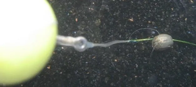 claw-rigs-overhead