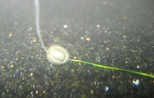 claw-shot-silt