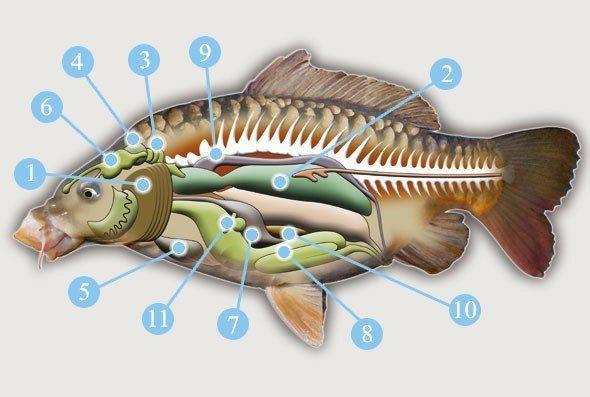 Внутреннее строение рыб — урок. Биология, 7 класс.