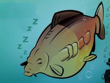 рыбы спят или нет