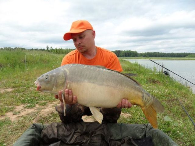 Ловля карпа. Карп зеркальный 10 кг. Карп 800 грамм. Карп 30 кг. Карп 10 кг.