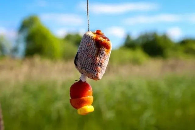 Насадка для ловли карпа с кукурузой и бойлом на крючке