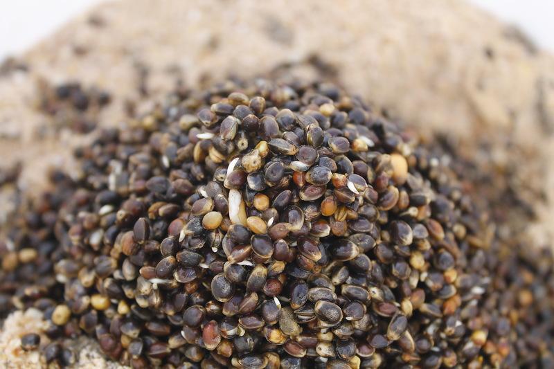 На чем сварить коноплю когда сажать конопляные семена в открытый грунт