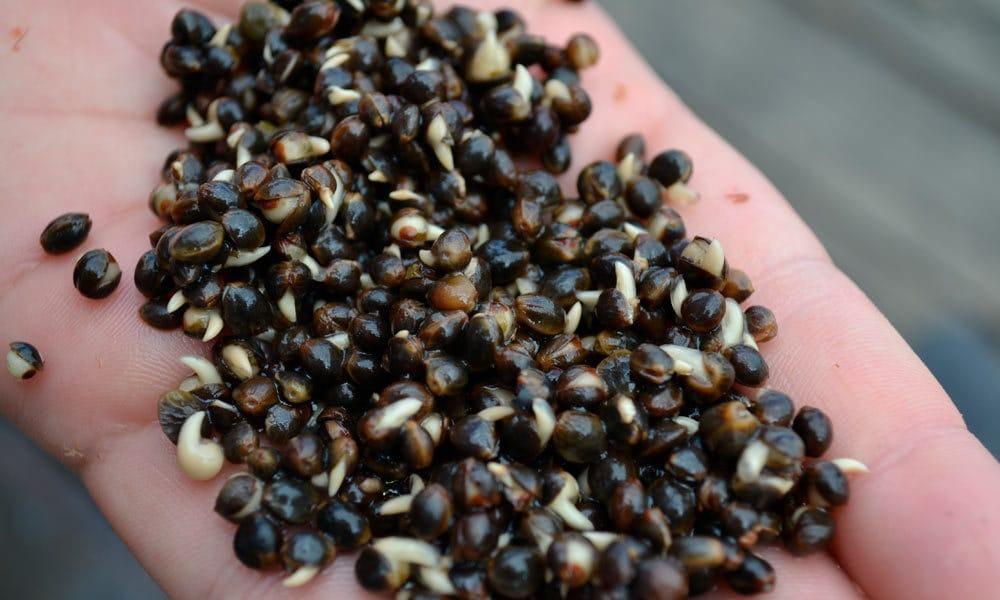 Семена конопли карп сроки за выращивание марихуаны