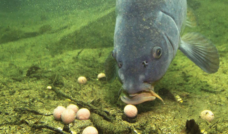 10 фактов, которые рыболовы узнали из подводных съемок о ловле карпа