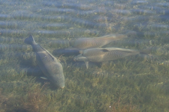 Пищеварение карпа