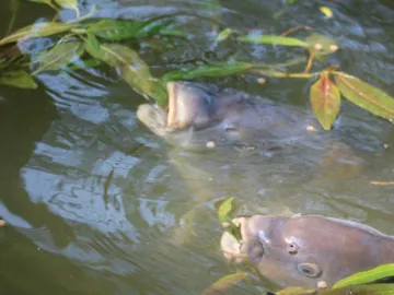 Карп кормится плавающими насадками у поверхности воды среди листьев