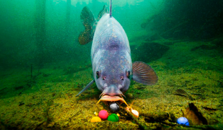 Маленькое прикормочное пятно или большое?