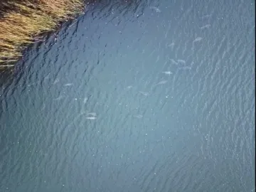 Вид с воздуха на стаю карпов в прозрачной воде у берега осенью
