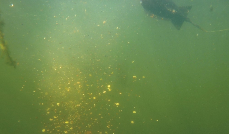 Как выгодно представить ваш спод-микс на дне