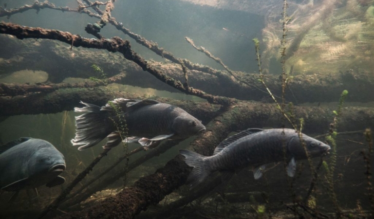 Насколько далеко может перемещаться карп? Поведение рыбы в течение сезона