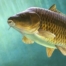 Аватар (CommonCarp)
